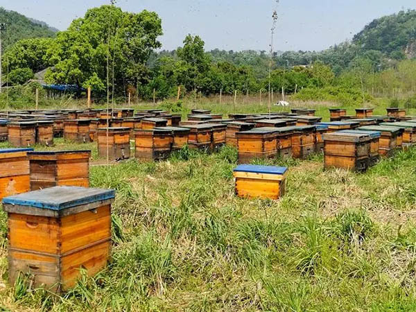 China’s bee industry